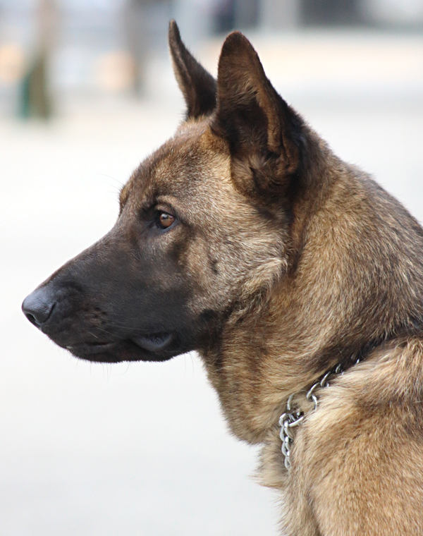 Sergeant von Sehnde*, an adoptable German Shepherd Dog Mix in Los Angeles, CA_image-4