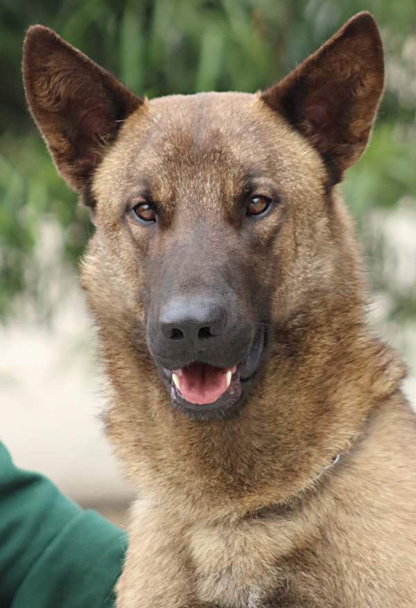 Sergeant von Sehnde*, an adoptable German Shepherd Dog Mix in Los Angeles, CA_image-6