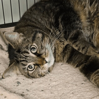 Aboo (24795325), an adoptable American Shorthair Mix in Hamilton, OH_image-1