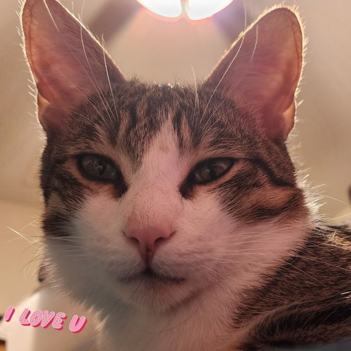 Sir Mittens 3