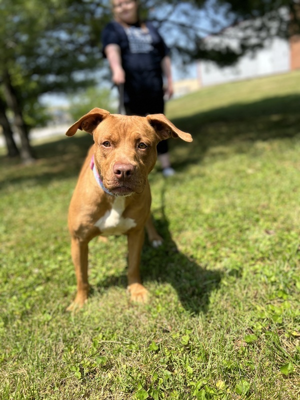 Vera, an adoptable Pit Bull Terrier Mix in Paris, KY_image-1