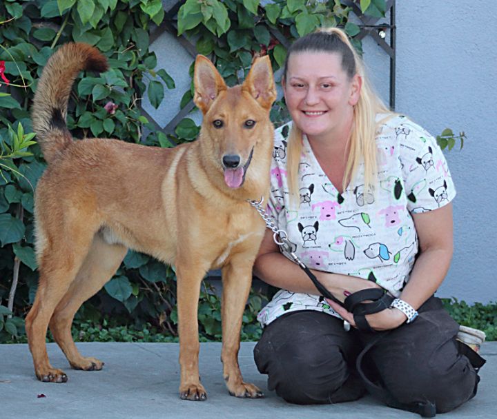 Oso von Olching"+, an adoptable German Shepherd Dog Mix in Los Angeles, CA_image-3