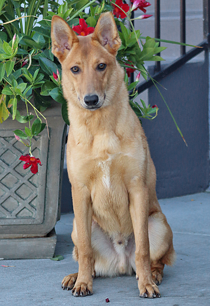 Oso von Olching"+, an adoptable German Shepherd Dog Mix in Los Angeles, CA_image-5