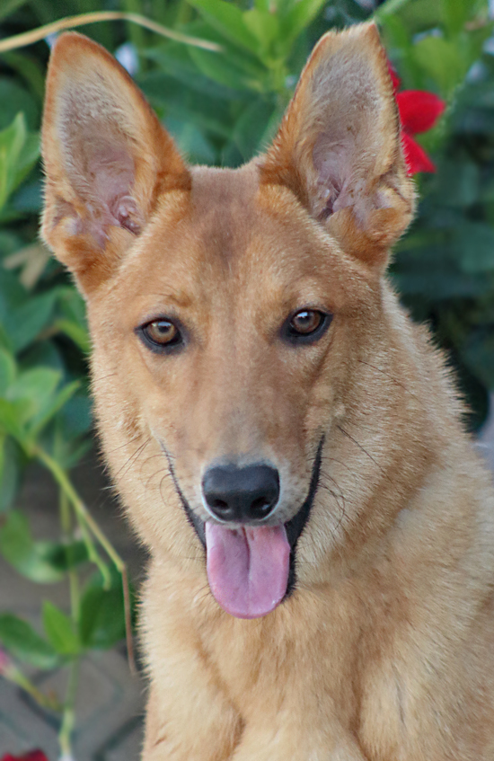 Oso von Olching"+, an adoptable German Shepherd Dog Mix in Los Angeles, CA_image-1