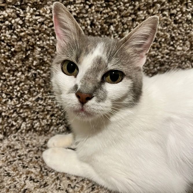 Cinnamon
