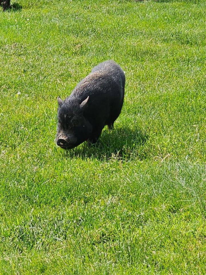 Franklin, an adoptable Pig in Chrisney, IN_image-2