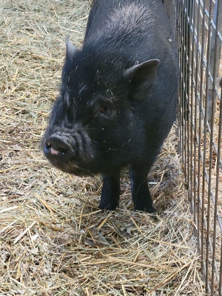 Franklin, an adoptable Pig in Chrisney, IN_image-3