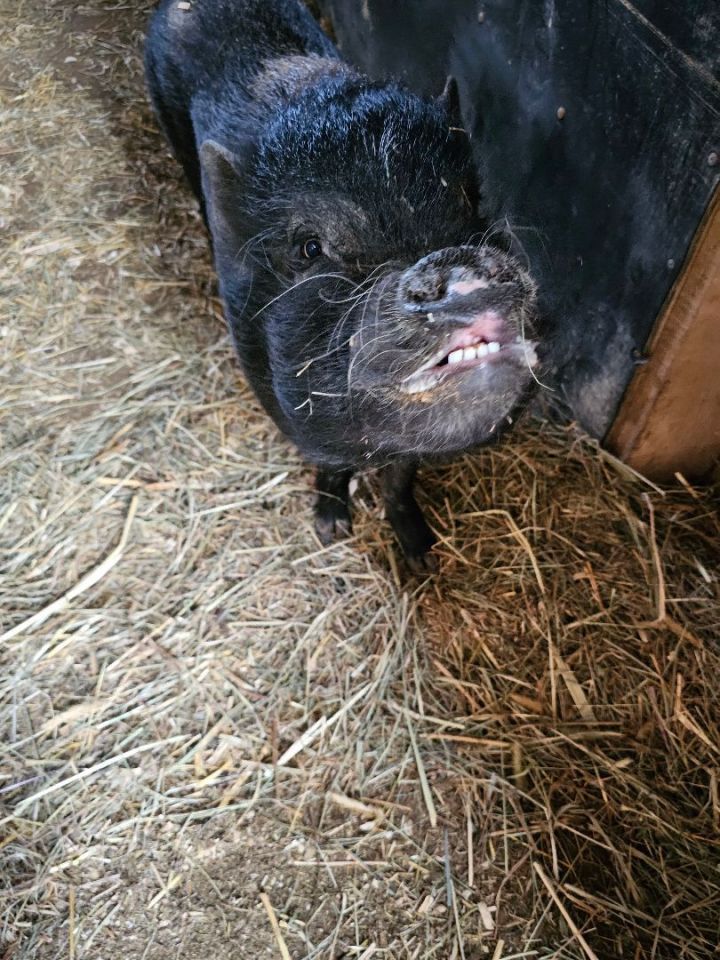Franklin, an adoptable Pig in Chrisney, IN_image-4