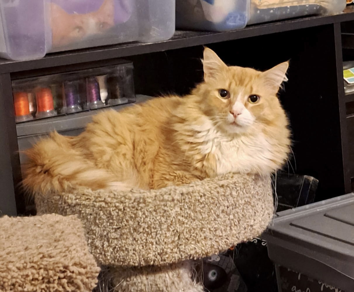 Firefly, an adoptable Domestic Medium Hair in Camden, SC, 29021 | Photo Image 1