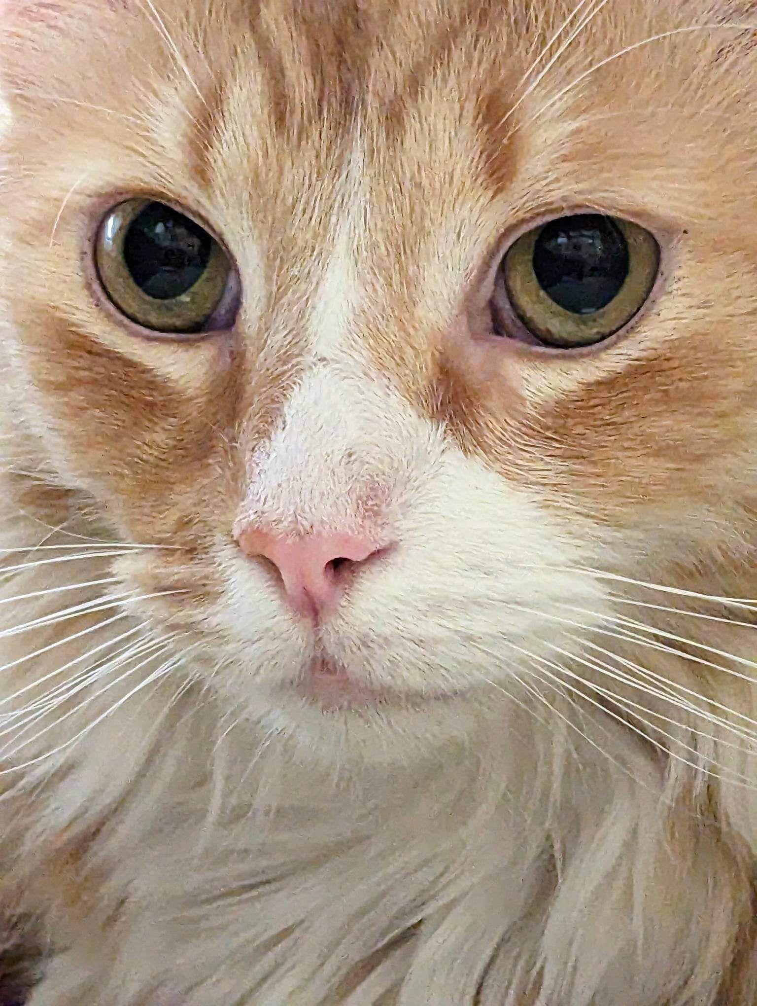 Firefly, an adoptable Domestic Medium Hair in Camden, SC, 29021 | Photo Image 3