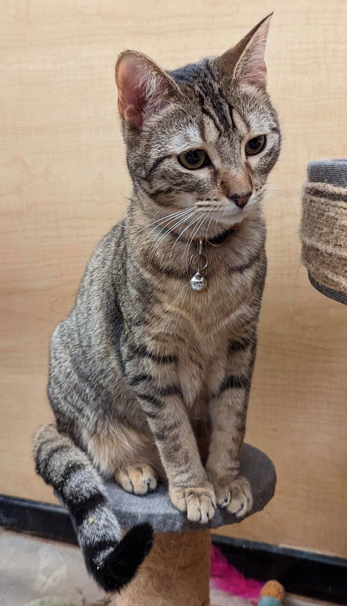 Merge, an adoptable Domestic Short Hair in Camden, SC, 29021 | Photo Image 1