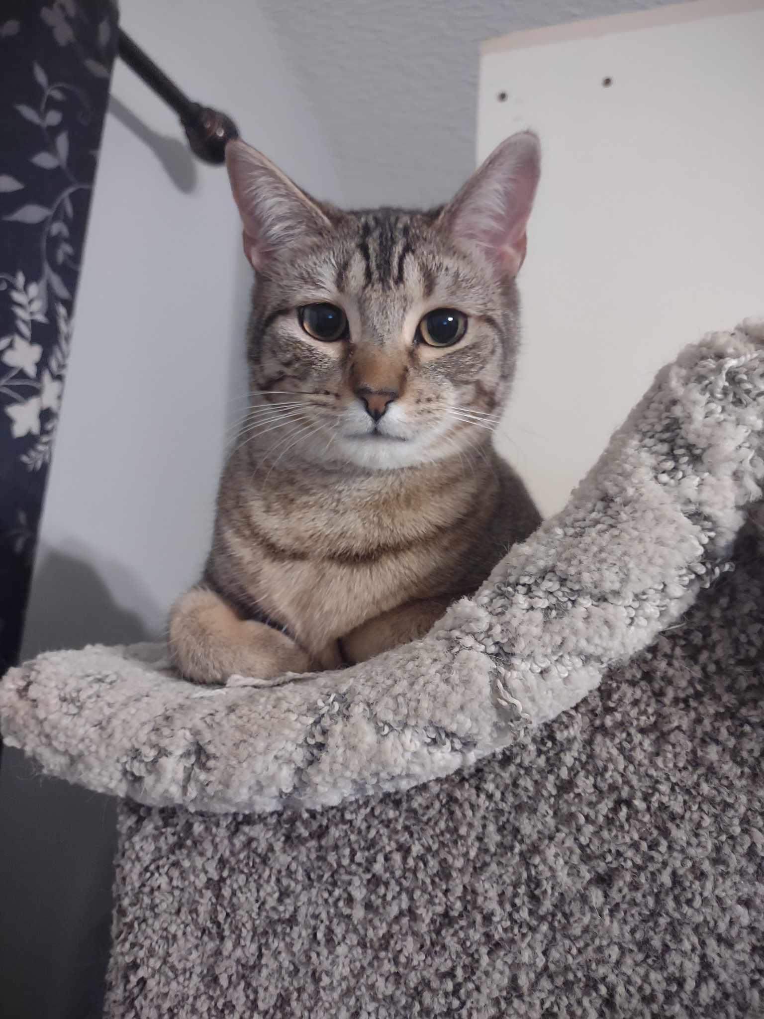 Merge, an adoptable Domestic Short Hair in Camden, SC, 29021 | Photo Image 2
