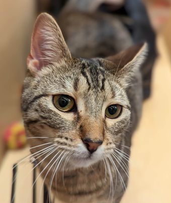Merge, an adoptable Domestic Short Hair in Camden, SC, 29021 | Photo Image 3