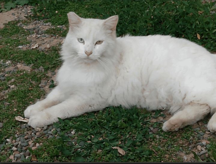 Whitey, an adoptable Domestic Long Hair in Encino, CA_image-1