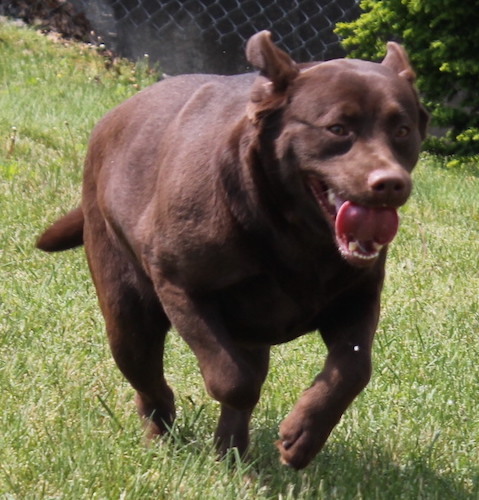 Darla #15, an adoptable Chocolate Labrador Retriever in Killingworth, CT_image-4