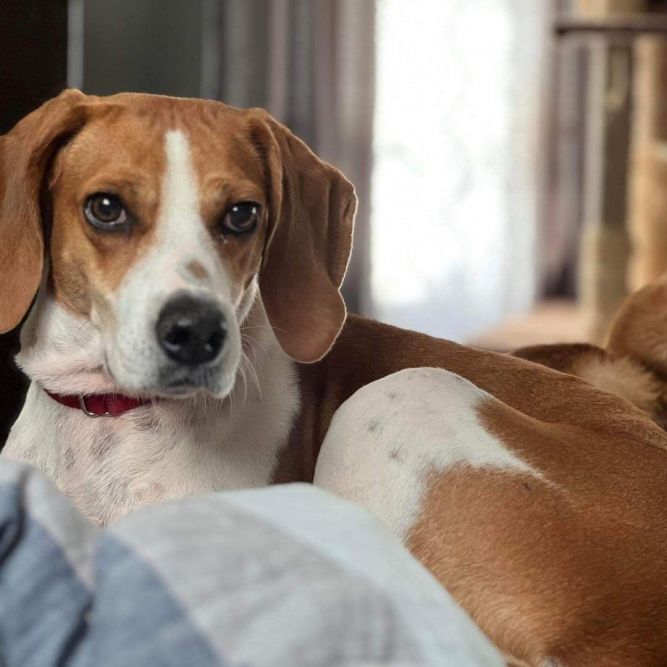Luna: Not At the Shelter