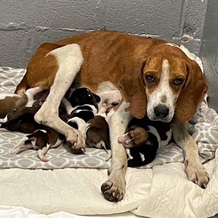 Luna: Not At the Shelter 3