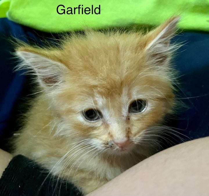Garfield  3