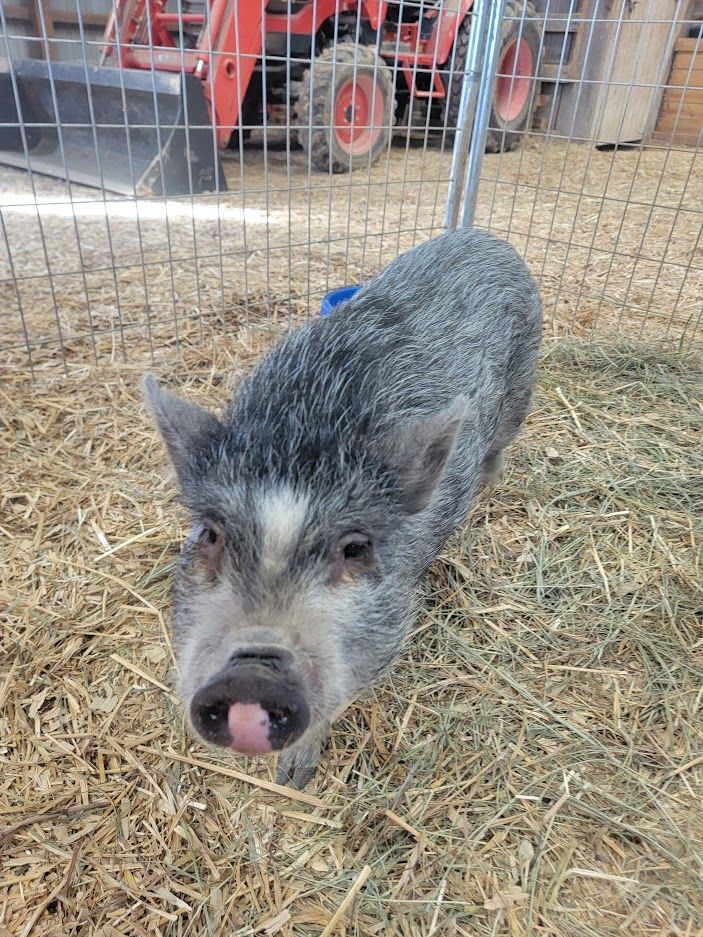 Miss Piggy, an adoptable Pig in Chrisney, IN_image-2