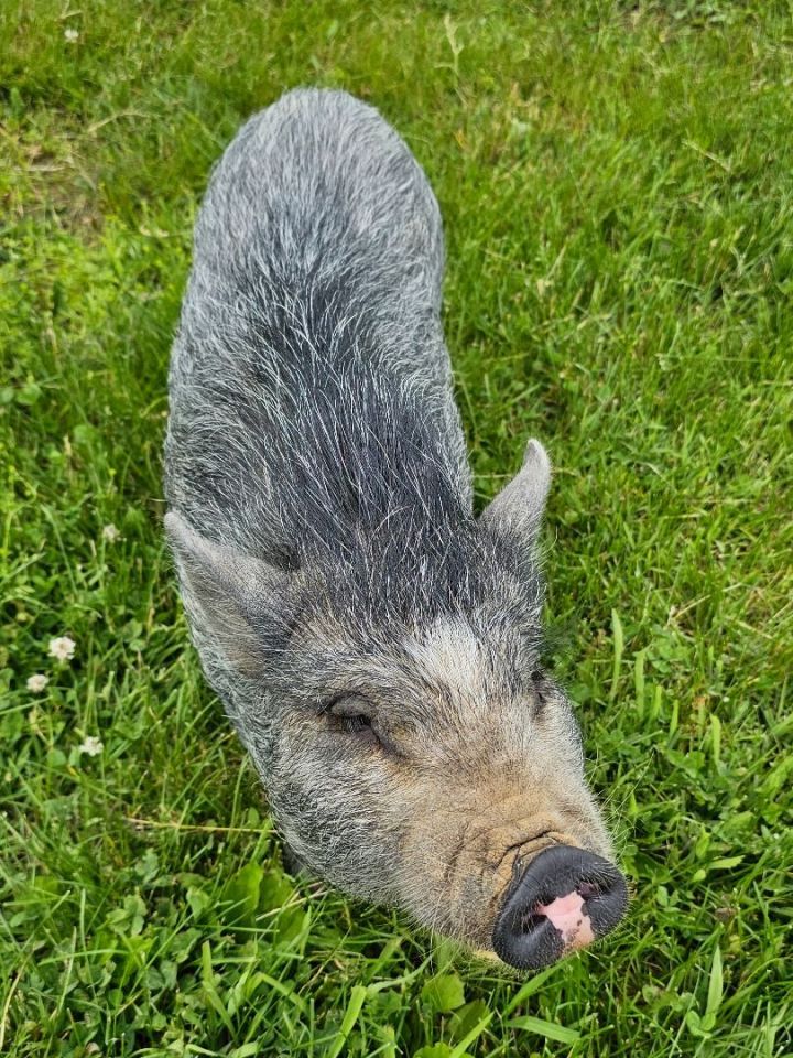Miss Piggy, an adoptable Pig in Chrisney, IN_image-1