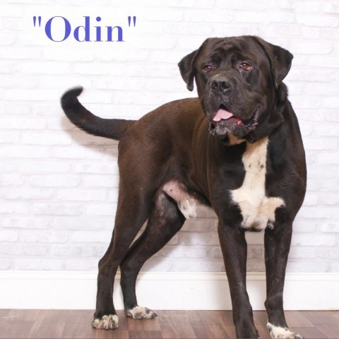 Odin 1