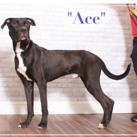 Ace
