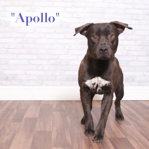 Apollo