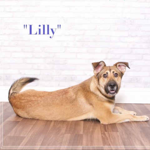 Lilly, an adoptable Shepherd in Montgomery, AL_image-1