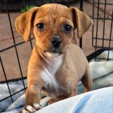 Yazi KH*, an adoptable Chihuahua Mix in Austin, TX_image-2