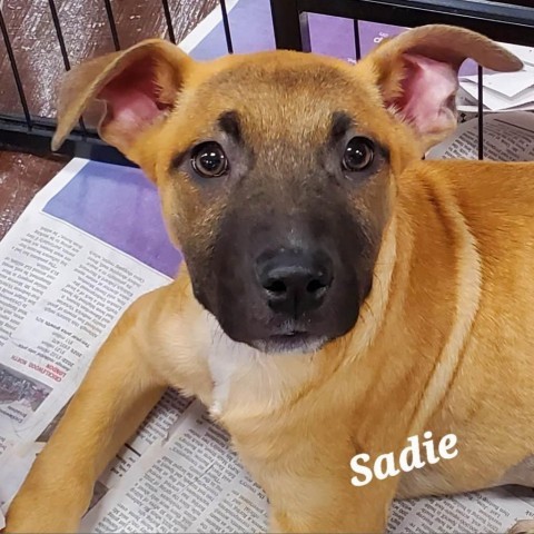 Sadie SP*, an adoptable Labrador Retriever & Shepherd Mix in Austin, TX_image-1