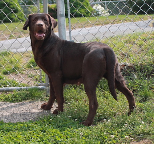 Sugar #24, an adoptable Chocolate Labrador Retriever in Killingworth, CT_image-2