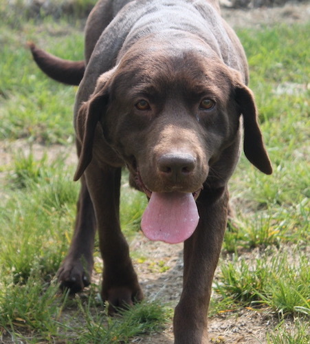 Sugar #24, an adoptable Chocolate Labrador Retriever in Killingworth, CT_image-4