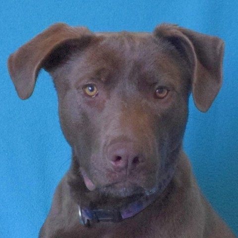 CHARLIE, an adoptable Labrador Retriever & Pit Bull Terrier Mix in Eureka, CA_image-1