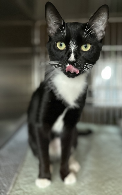 Love, an adoptable Domestic Short Hair in Irving, TX_image-1