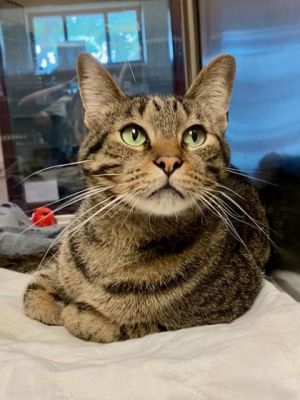 Tuna