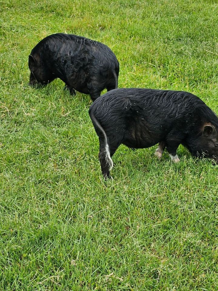 Timon (black with white feet) Pumba (all black), an adoptable Pig in Chrisney, IN_image-3