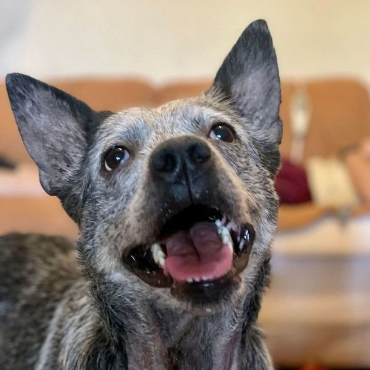 Lottie, an adoptable Australian Cattle Dog / Blue Heeler Mix in Wantagh, NY_image-1