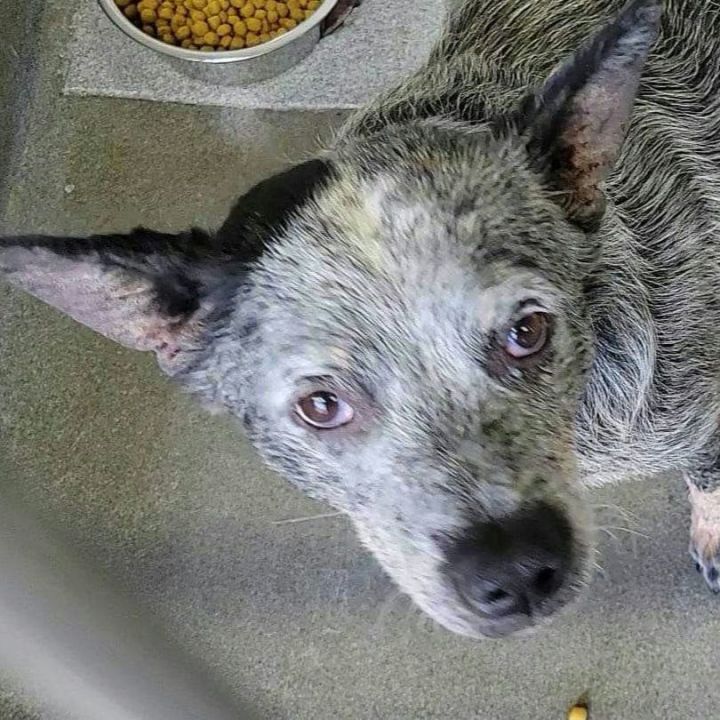 Lottie, an adoptable Australian Cattle Dog / Blue Heeler Mix in Wantagh, NY_image-3