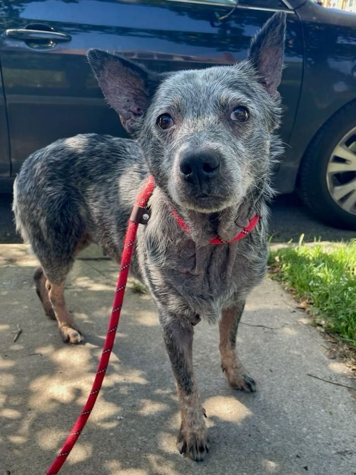 Lottie, an adoptable Australian Cattle Dog / Blue Heeler Mix in Wantagh, NY_image-6