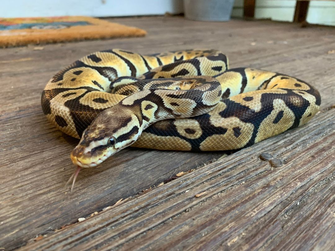 Snake for adoption - Nagini, a Ball Python in Raleigh, NC | Petfinder
