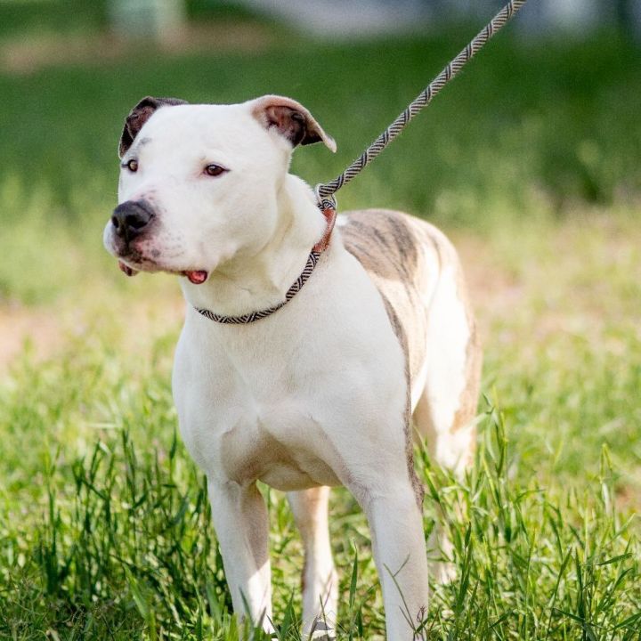 Landon, an adoptable Pit Bull Terrier Mix in Wantagh, NY_image-2