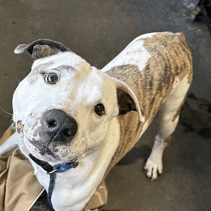 Landon, an adoptable Pit Bull Terrier Mix in Wantagh, NY_image-3
