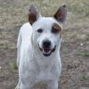 David - Single, white and red heeler mix seeking adventure.