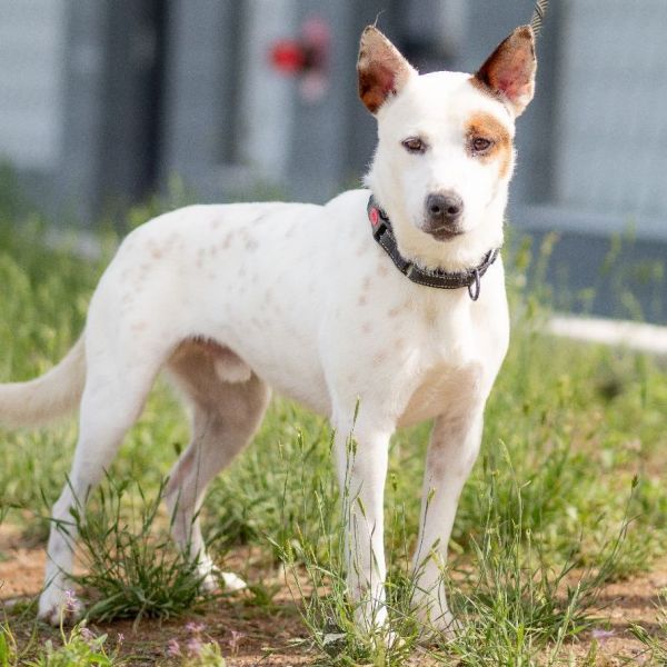 David - Single, white and red heeler mix seeking adventure.