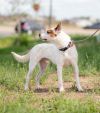 David - Single, white and red heeler mix seeking adventure.