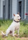David - Single, white and red heeler mix seeking adventure.