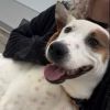 David - Single, white and red heeler mix seeking adventure.