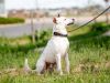 David - Single, white and red heeler mix seeking adventure.