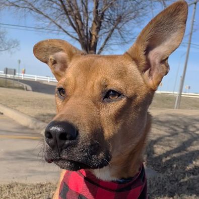Orlie, an adoptable Labrador Retriever & Shepherd Mix in Oklahoma City, OK_image-2