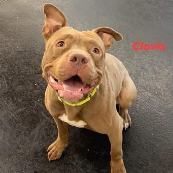 Clovis- A broken tail, a mended heart, a lifelong friend.